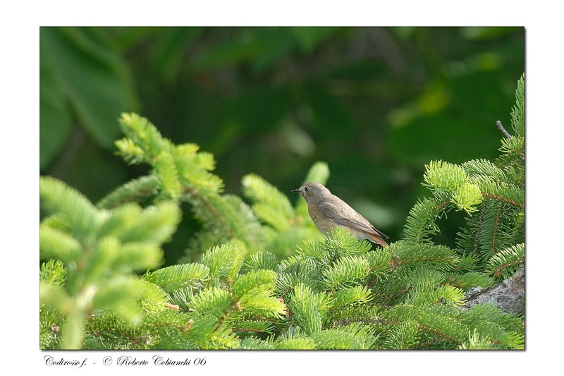 Codirosso - Phoenicurus phoenicurus